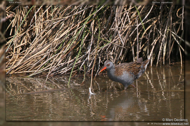 Râle d'eau, identification