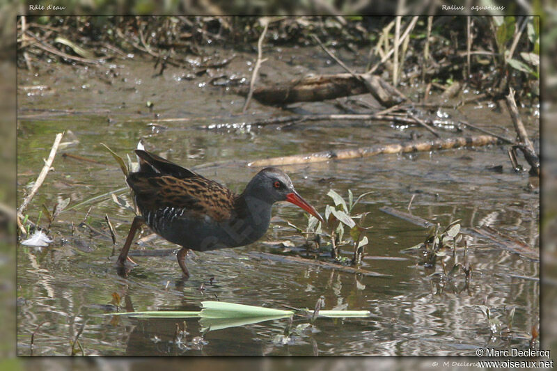 Râle d'eau, identification