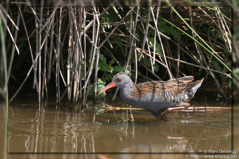 Water Rail, identification