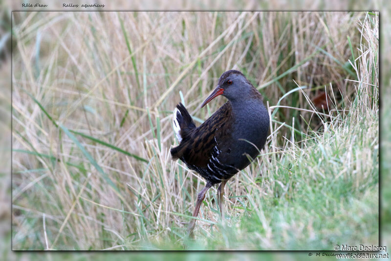 Water Rail