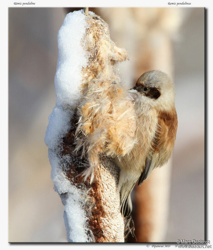 Eurasian Penduline Tit, identification, feeding habits, Behaviour