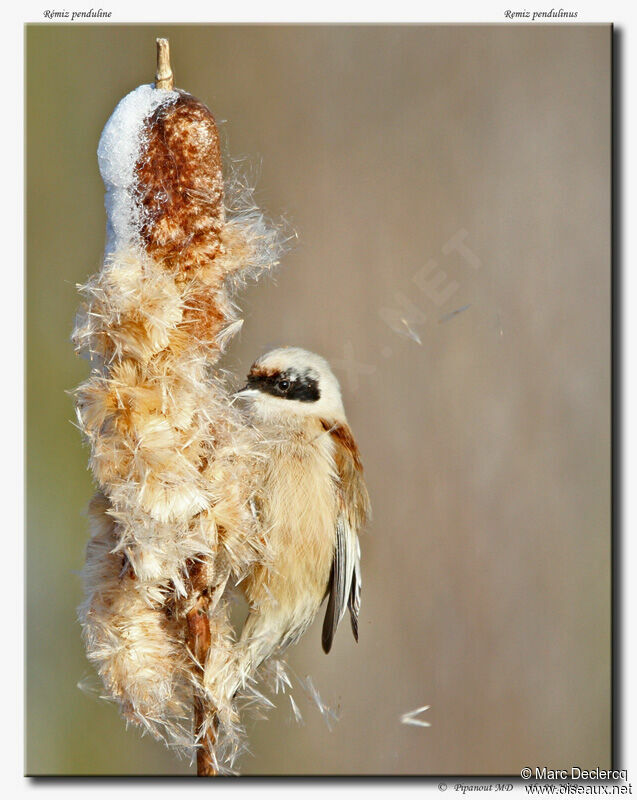 Rémiz penduline, identification, régime, Comportement