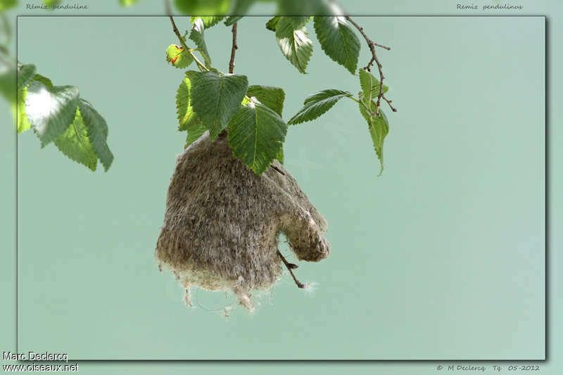 Eurasian Penduline Tit, habitat, Reproduction-nesting