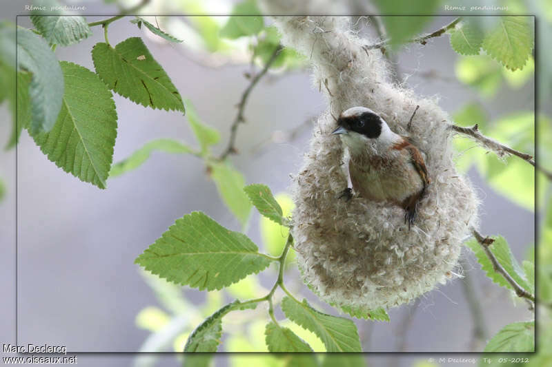 Rémiz penduline mâle adulte nuptial, Nidification, Comportement