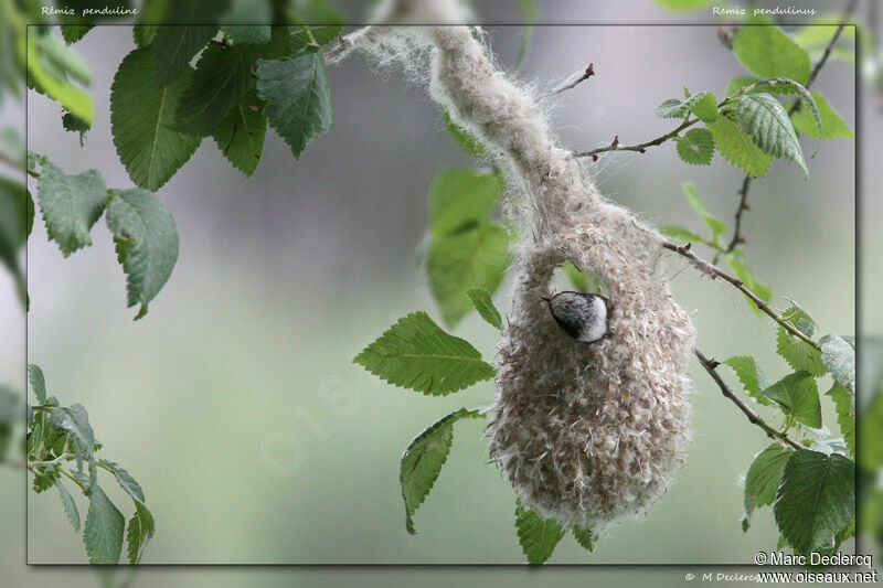 Rémiz penduline, Comportement