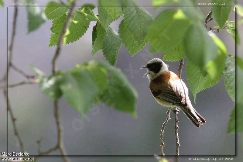 Eurasian Penduline Tit male adult, song