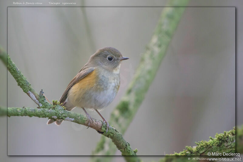 Robin à flancs roux, identification