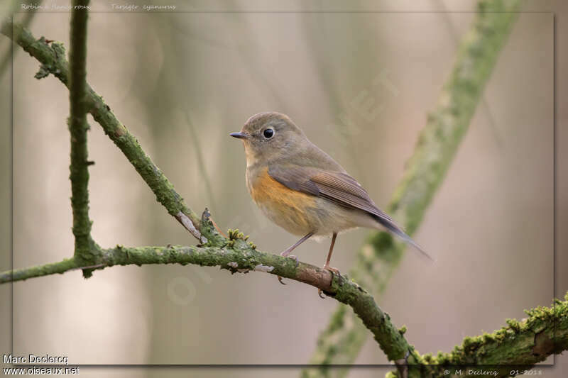 Robin à flancs roux1ère année, identification