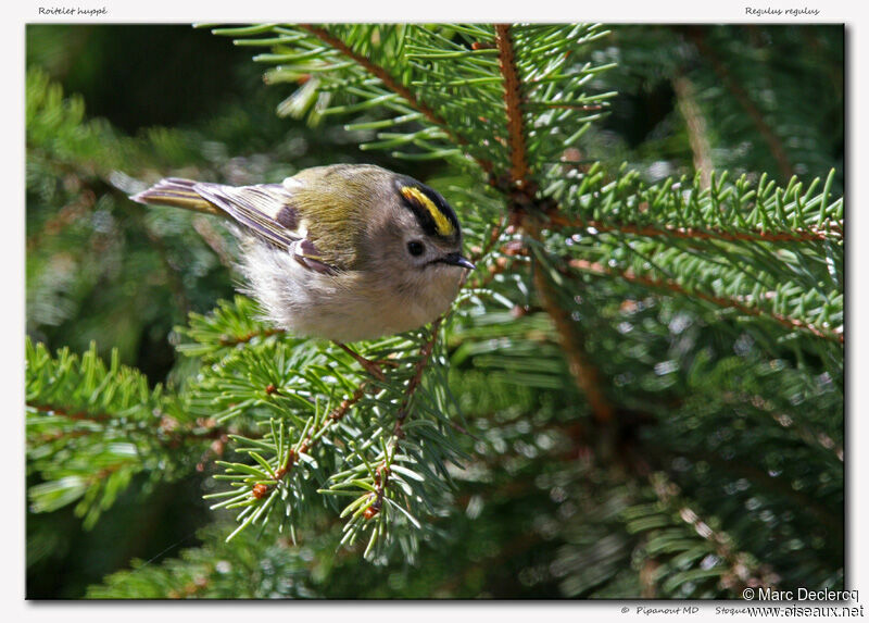 Goldcrest