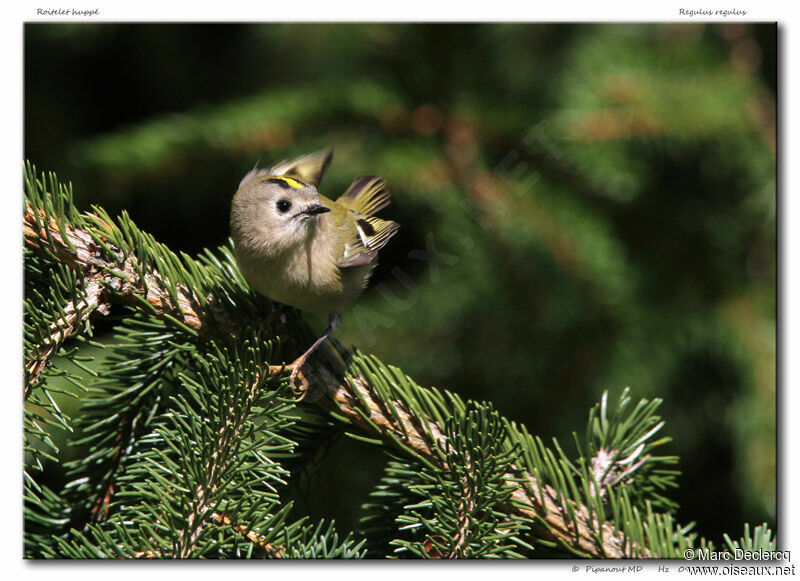 Goldcrest, identification