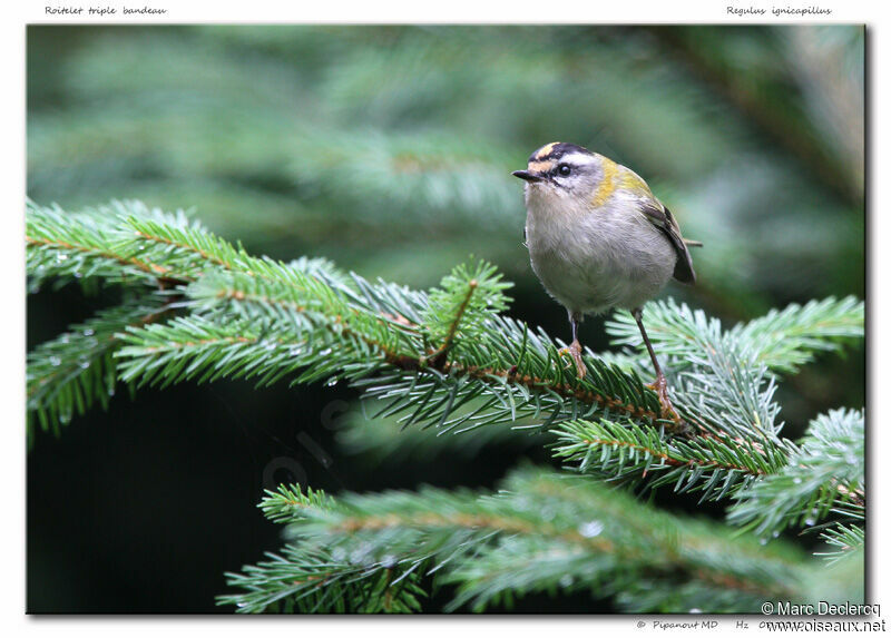 Common Firecrest, identification