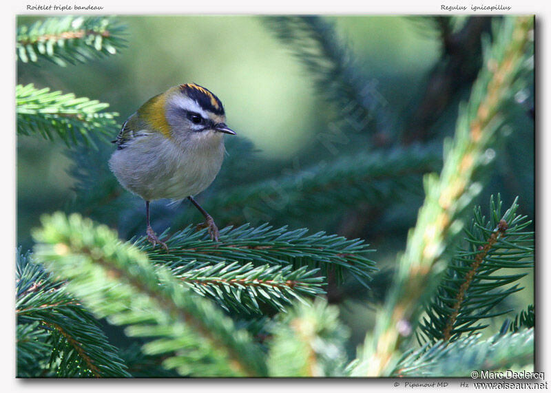 Common Firecrest, identification