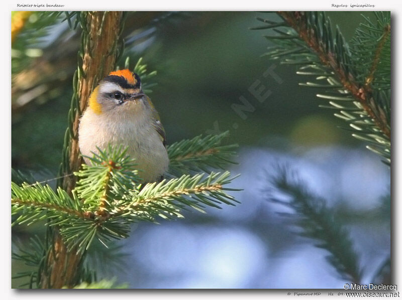 Common Firecrest, identification