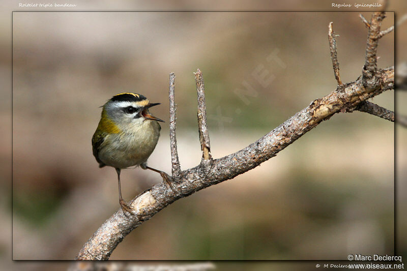 Common Firecrest, identification, Behaviour