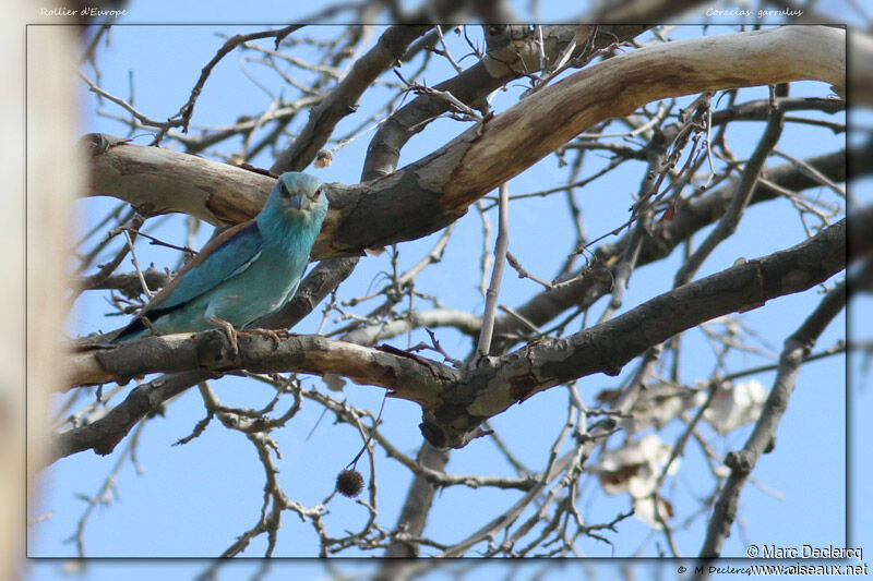 European Roller, identification