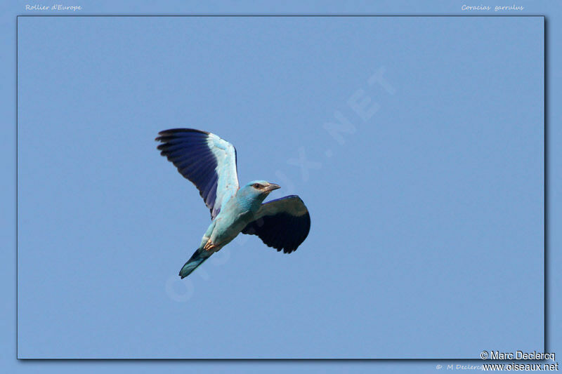 European Roller, Flight