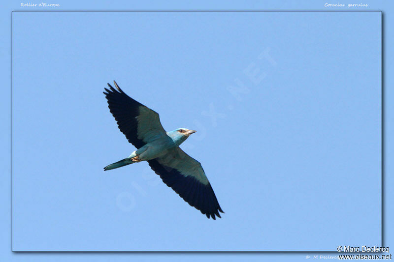 European Roller, Flight