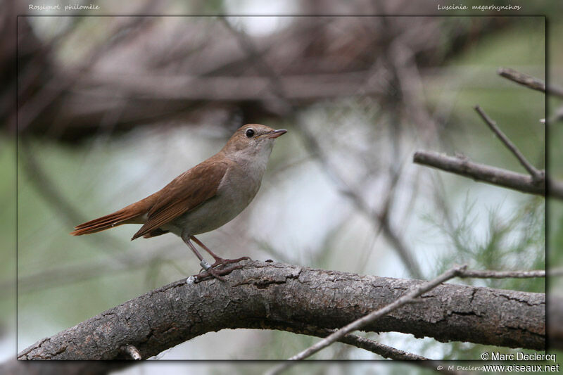 Common Nightingale