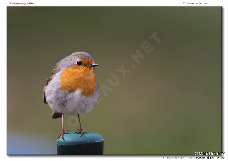 European Robin