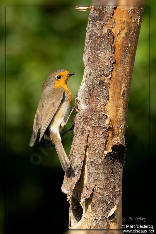 European Robin