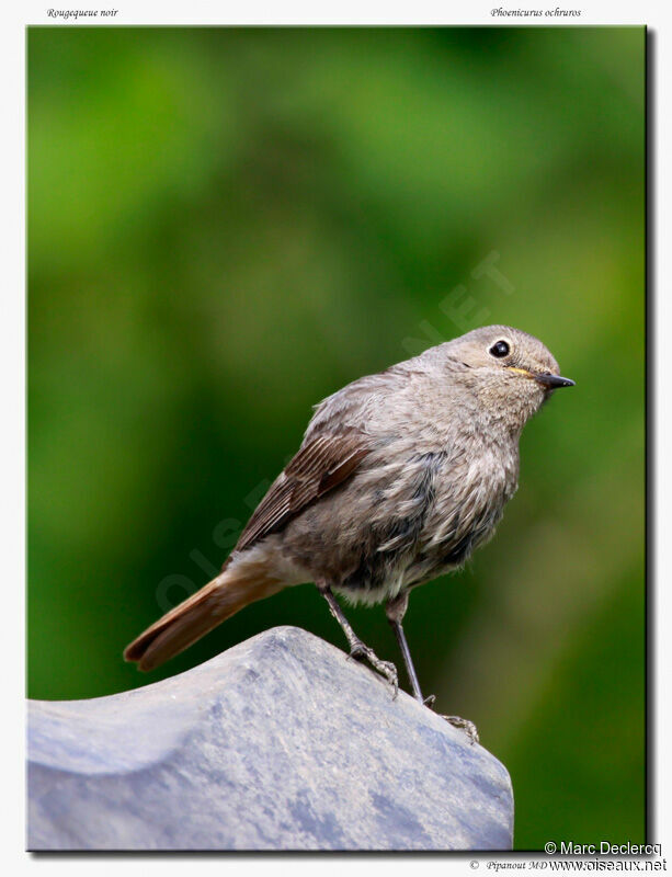 Black Redstart