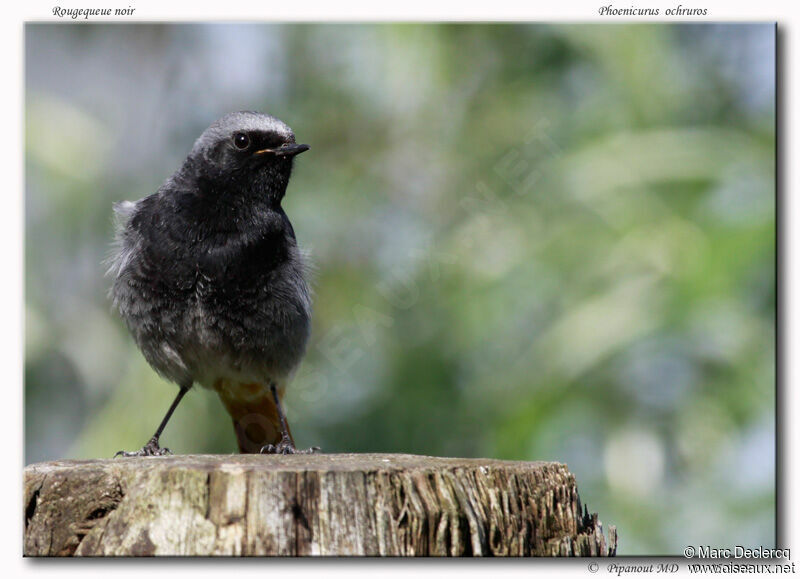 Black Redstart male