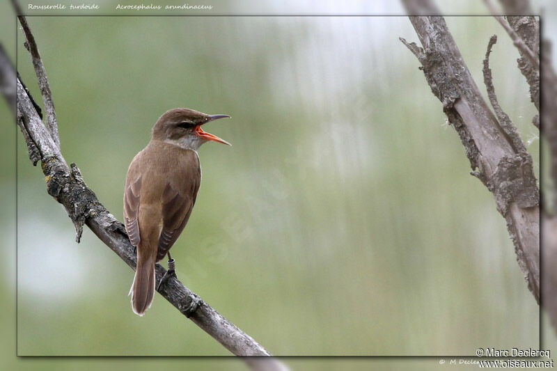 Great Reed Warbler, song