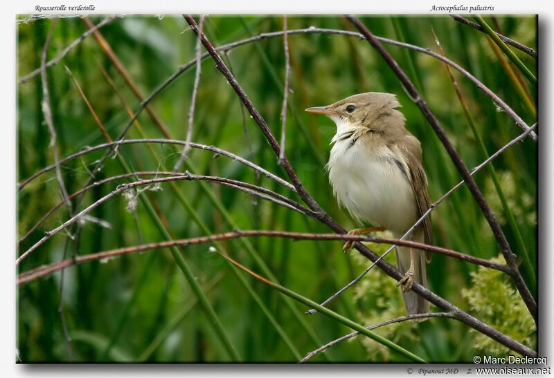 Marsh Warbler