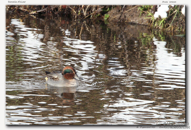 Sarcelle d'hiver, identification