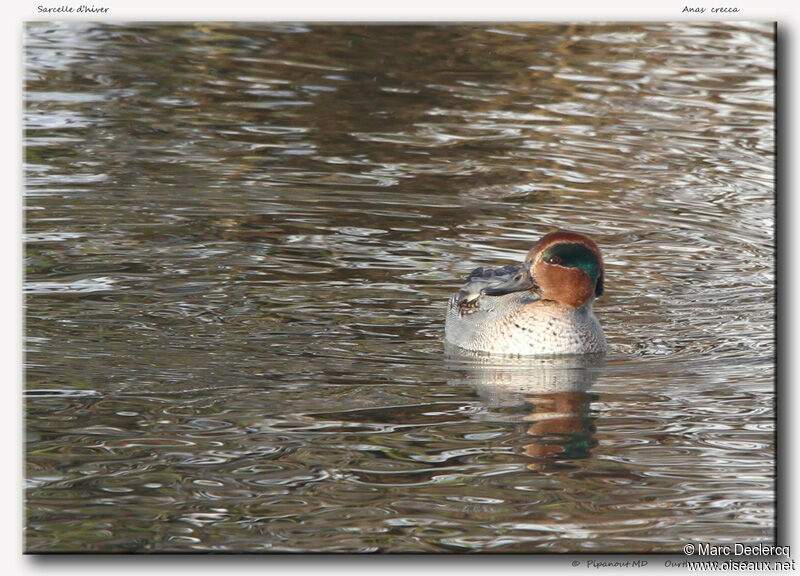 Eurasian Teal, identification