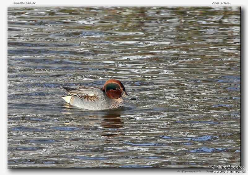 Sarcelle d'hiver, identification