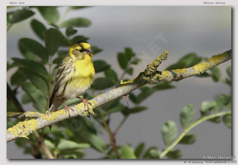 European Serin, identification