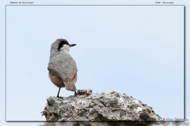 Western Rock Nuthatch, identification