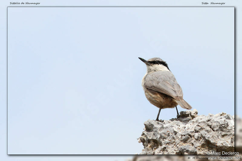 Western Rock Nuthatch