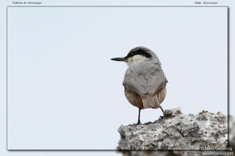 Western Rock Nuthatch, identification