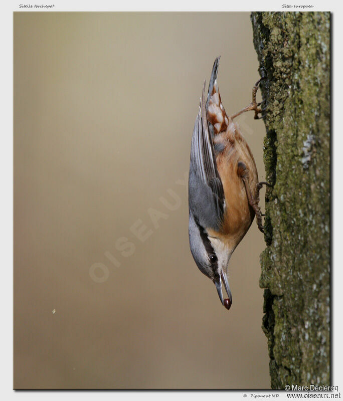 Eurasian Nuthatch, feeding habits, Behaviour