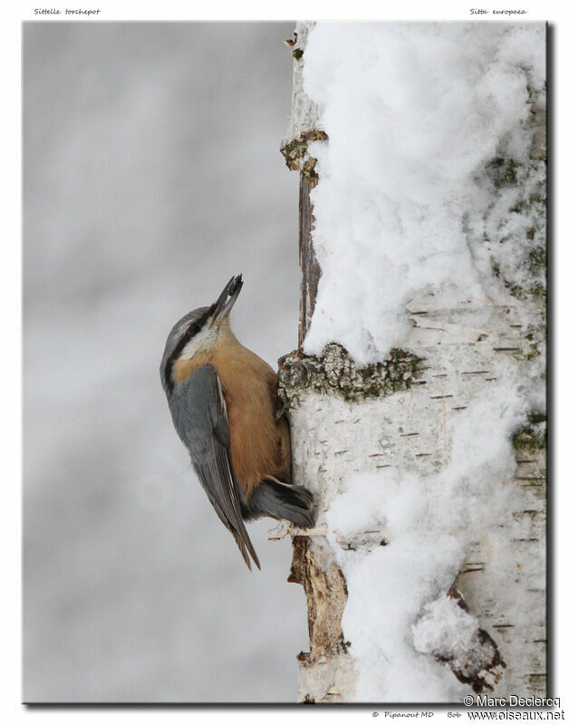 Eurasian Nuthatch, identification, feeding habits