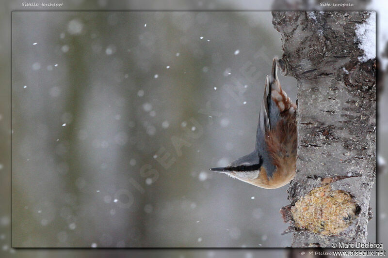 Eurasian Nuthatch, identification