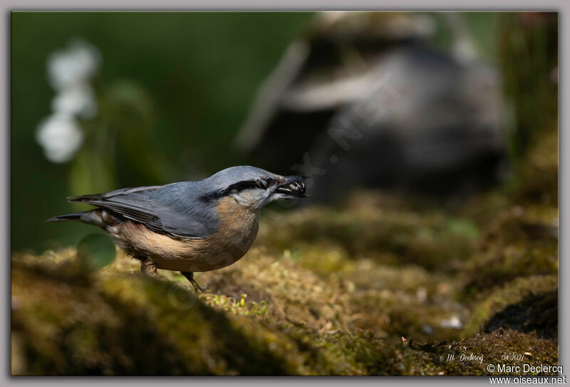 Eurasian Nuthatch