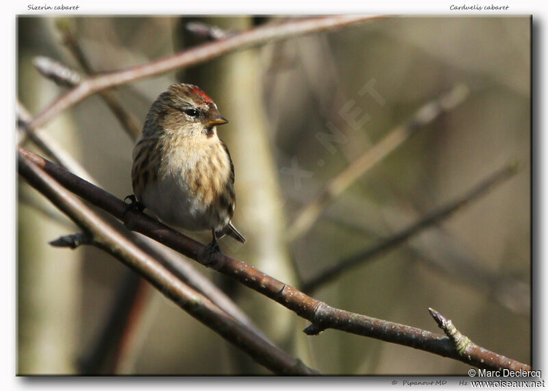 Redpoll (cabaret)adult, identification