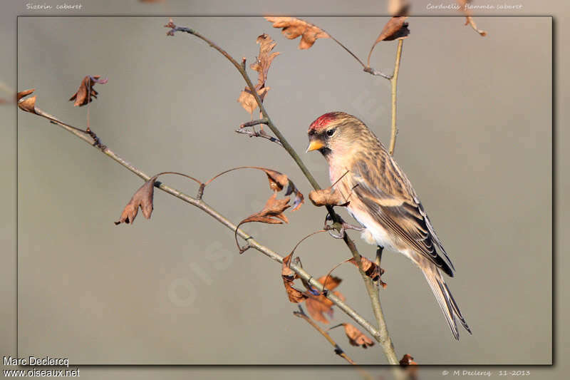 Redpoll (cabaret) male adult post breeding, identification