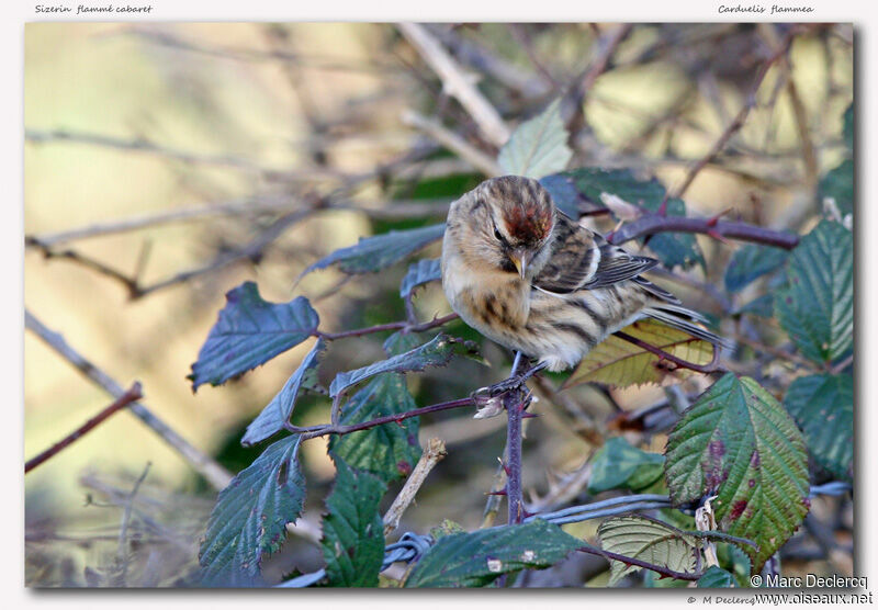 Lesser Redpoll, identification