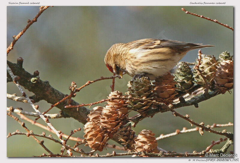 Lesser Redpoll, identification