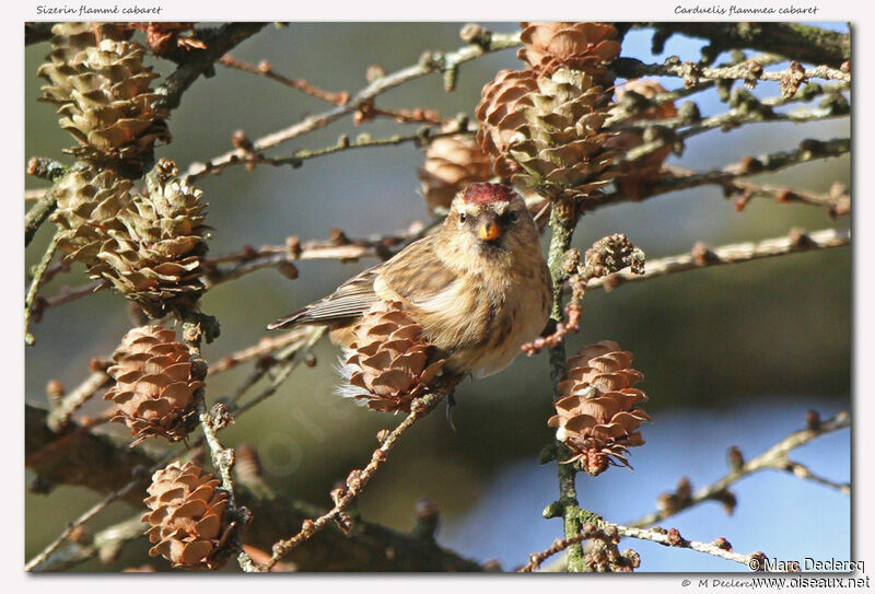 Lesser Redpoll, identification