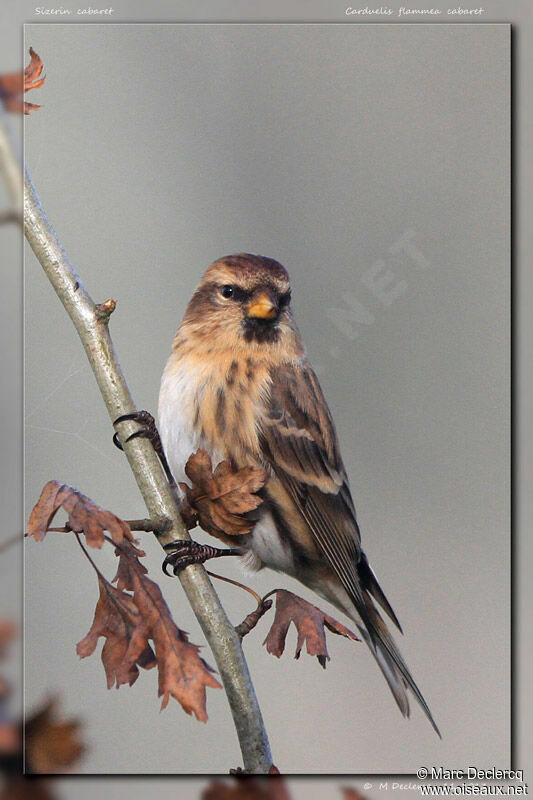 Lesser Redpoll