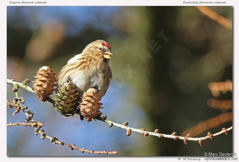 Redpoll female adult, feeding habits, eats