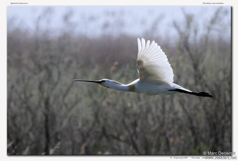 Eurasian Spoonbill, Flight