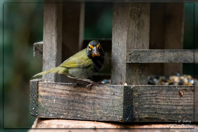 Yellow-faced Grassquit