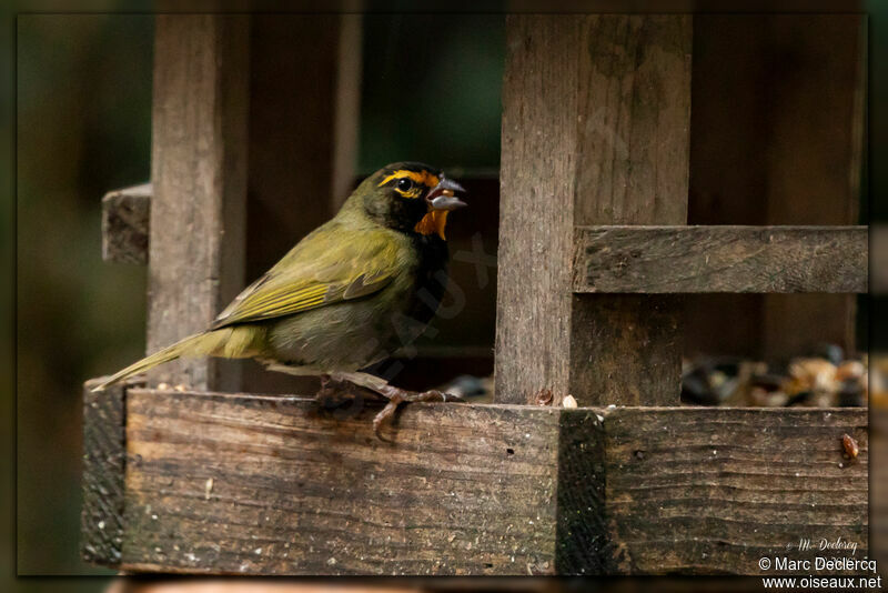 Yellow-faced Grassquit male adult