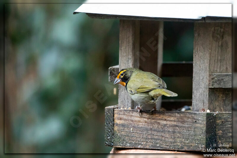 Yellow-faced Grassquit male adult